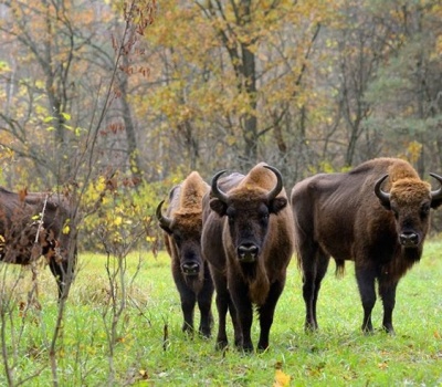 Туры по Беларуси